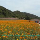 [삼척여행] 가을의 전령사 코스모스가 "삼척 왕의 코스모스 축제"에 만발하다. 이미지