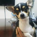 서울한빛동물병원 이미지