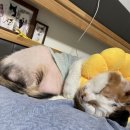 여서동물병원 이미지