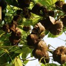 농부의 열매 이미지