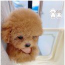 온퍼피 프리미엄 전주강아지분양 본점 이미지