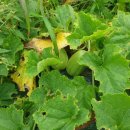 고집불통송가네민박 이미지