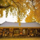 11월16일(일) 충남보령 감성가득 은행나무 여행갑니다 이미지