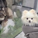 통일애견 이미지