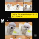 시우스쿨링 대화 이미지