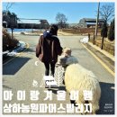 [전북 아이랑 겨울여행] 고창 상하농원파머스빌리지 패밀리룸 후기 및 동물농장 나들이 흑비양산책까지