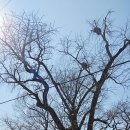 대흥 은행나무길 이미지