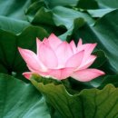 연꽃 이미지