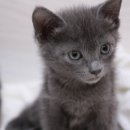 도도한 펫츠 이미지