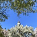 대구 이월드 벚꽃축제 (2023) 이미지