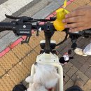 반려견 • 아이랑 타는 전동스쿠터 : 아이휠 미니비애니프로 • 109모빌리티 일산점