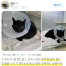 화서동물병원 이미지