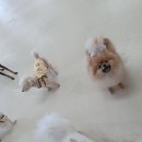 아르멍미르멍 이미지