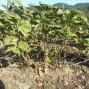 구미농장 이미지