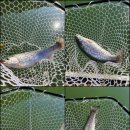 굴운낚시터 이미지