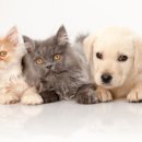 동물다방 이미지