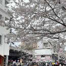 GS25구로벚꽃점 | 도쿄 벚꽃 여행 추천 나카메구로 메구로강 벚꽃길 솔직후기