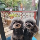 텐시퍼피 이미지