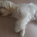 개귀여워 이미지