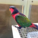 레인보우 앵무 이미지
