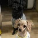 마이 펫테이블 이미지