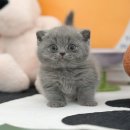 왕발고양이 이미지