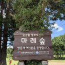 마레게스트하우스 | 제주 마레숲 말보호센터 홀스테라피 후기, 예약 방법 <콩콩팜팜 말목장>