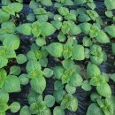 깻잎농원 이미지