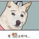 베이피움 이미지