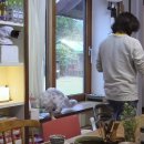 고양이민박 이미지