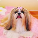 다루
