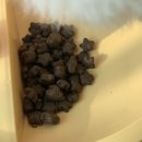 뷰티 앤 독 이미지