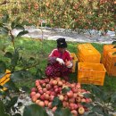 하늘재농원 이미지