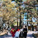 개화펜션 | 3월 봄 경주 가볼만한곳 벚꽃 축제 개화시기 경주숙소 라썸펜션 대릉원 황리단길 흥무로 벚꽃길 여행...