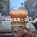 톡톡오더 | 메가커피 자몽톡톡스무디 솔직후기 여름음료 상큼하게 대성공