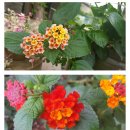 란타나(Lantana) 이미지