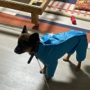 도그월드 | 쿠팡 도그월드 올인원 우비 후기 | 강아지 우비, 중형견 우비 추천