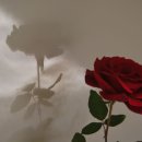 장미맨숀 이미지