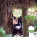 6시내고양이 이미지