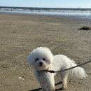 만족하개 이미지