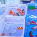 코타강쥐 이미지