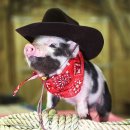 복돼지 - 화성시 | 복돼지