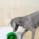 The Cats & Dog 이미지