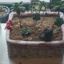 이비가짬뽕 (기장점) 이미지