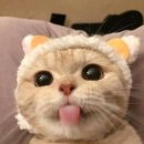 젤리빈 이미지