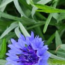 늘,예쁜개 이미지