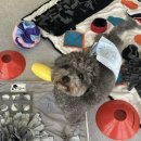 꽃댕 | 7월은 넘흐 더버요🥵 (3)