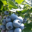 김철환 농장 이미지