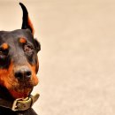 대구가축병원 이미지