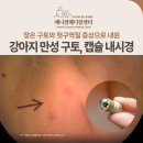 금호발전 | 강아지 만성 구토, 강아지 캡슐 내시경 검사, 신당/금호/약수 동물병원, 애니컴메디컬센터